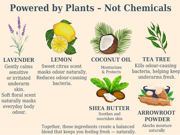 The Ilex Wood Natural Deodorant - 2.4fl oz. Handmade, Aluminum Salt Free, Plastic Free, Cruelty and Alcohol Free, Vegan, Eco Friendly Cardboard Tube – Lavender and Lemon (Fresh and Floral)