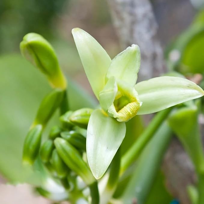 yethious 2 Pack Vanilla Essential Oil for Skin, Diffuser Organic 100% Pure Vanilla Aromatherapy Oil Vanilla Fragance Oil