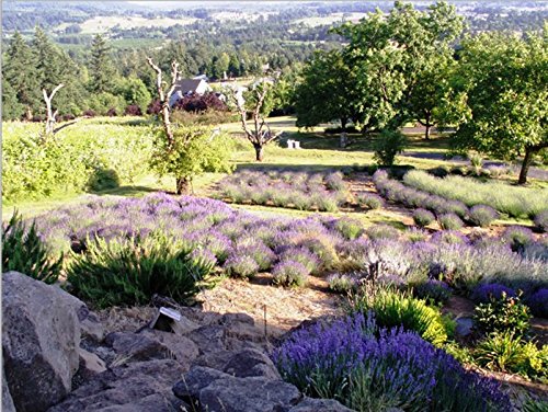 Victoria's Lavender Luxury Aromatherapy Lavender Eye Mask - Ideal for Hot or Cold Applications, Weighted Eye Compression, Meditation Silk Mask, Made in The USA (Colors May Vary)