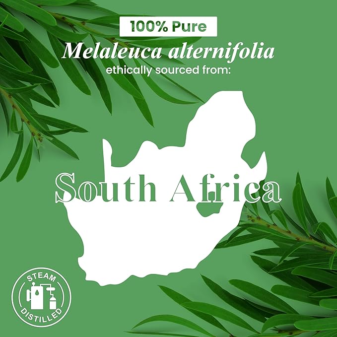 Handcraft Blends Tea Tree Essential Oil – 1 Fl Oz – 100% Pure and Natural – Premium Grade Essential Oil for Diffuser and Aromatherapy, Skin, Massage, Candle and Soap Making Fragrance