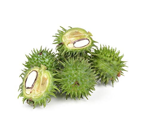 US Organic Castor Oil, USDA Certified Organic,Expeller Pressed, Hexane Free, 100% Pure & Natural moisturizing and emollient properties, For Skin, Hair Care, Eyelashes, DIY projects (8 oz (240 ml))