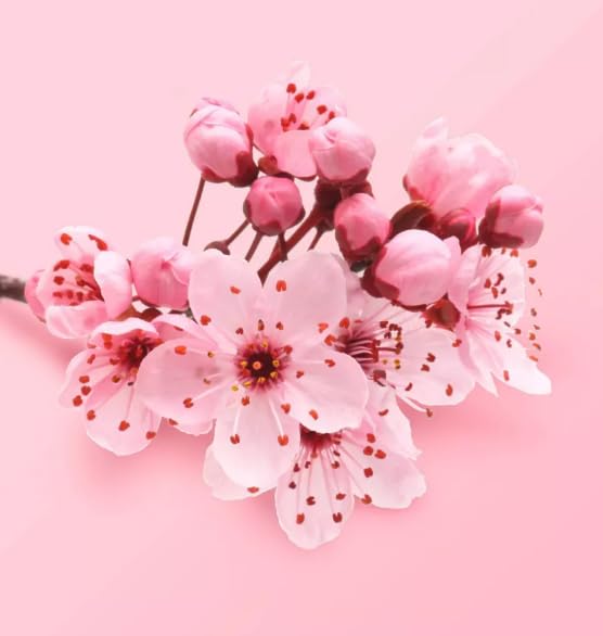 Beloved Cherry Blossom & Tea Rose Body Mist, 8 Fluid Ounces