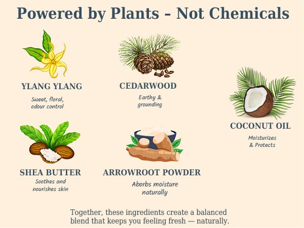 The Ilex Wood Natural Deodorant - 2.4fl oz. Handmade, Aluminum Salt Free, Plastic Free, Cruelty and Alcohol Free, Vegan, Eco Friendly Cardboard Tube – Ylang Ylang & Cedarwood (Sweet & Woody)