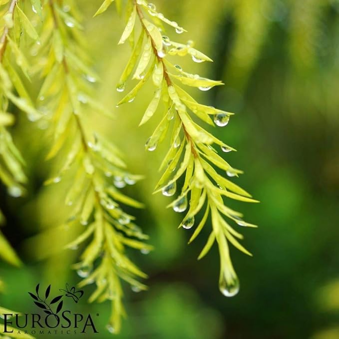 EuroSpa Aromatics Pure Eucalyptus Oil ShowerMist and Steam Room Spray, All-Natural Premium Aromatherapy Essential Oils - Tea Tree Infused, 2oz