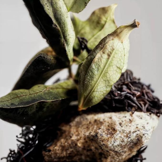 Finery JUNGLE VETIVER Men's Eau De Parfum | Men's Eau De Cologne, 2 fl oz | With Makeup Remover Pads Gift