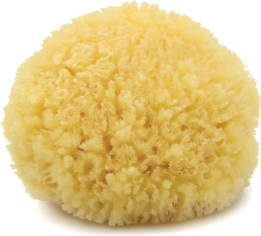 Neptune Caribbean Sea Sponge, Hand Cut, Medium, Approx. 5-6 inches