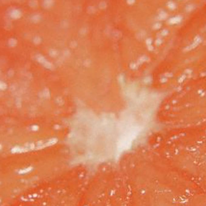 Curve Women's Perfume, Eau de Toilette EDT Spray, Gift for Her, 3.4 fl oz