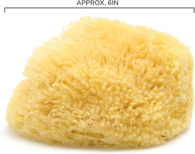 Neptune Caribbean Sea Sponge, Hand Cut, Large, Approx. 6-7 inches