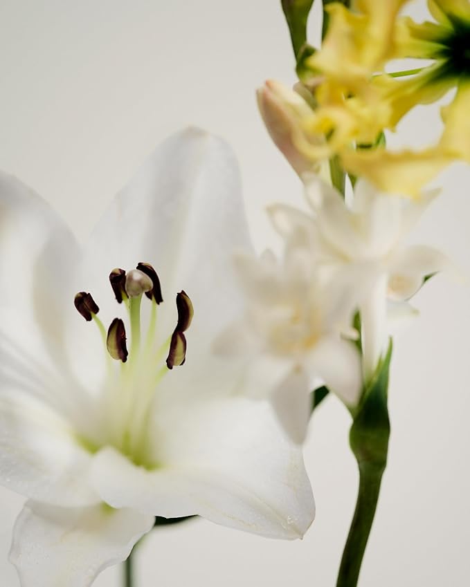 Maison Louis Marie - No.05 Kandilli Natural Roll-On Perfume Oil | Luxury Clean Beauty + Non-Toxic Fragrance (0.5 fl oz | 15 ml)