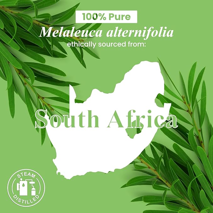 Handcraft Blends Organic Tea Tree Essential Oil – 1 Fl Oz – 100% Pure and Natural – Premium Grade Essential Oil for Diffuser and Aromatherapy