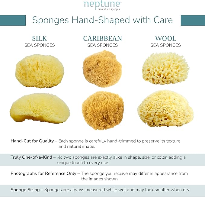 Neptune Caribbean Sea Sponge, Hand Cut, Large, Approx. 6-7 inches (Pack of 2)