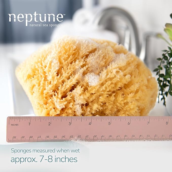 Neptune Caribbean Sea Sponge, Hand Cut, Extra Large, Approx. 7-8 inches