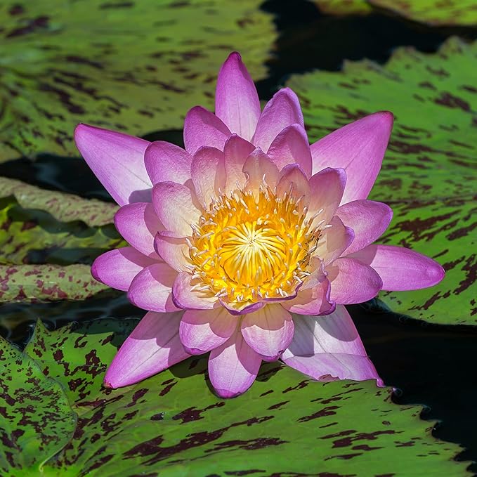 Curve Women's Perfume, Eau de Toilette EDT Spray, Gift for Her, 3.4 fl oz