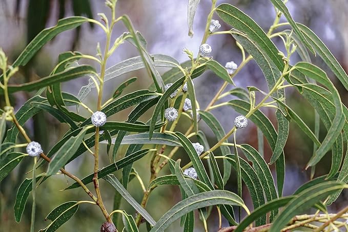 US Organic 100% Pure Eucalyptus Essential Oil (Globulus) - USDA Certified Organic, Steam Distilled - W/Euro droppers (More Size Variations Available) (30 ml / 1 fl oz)