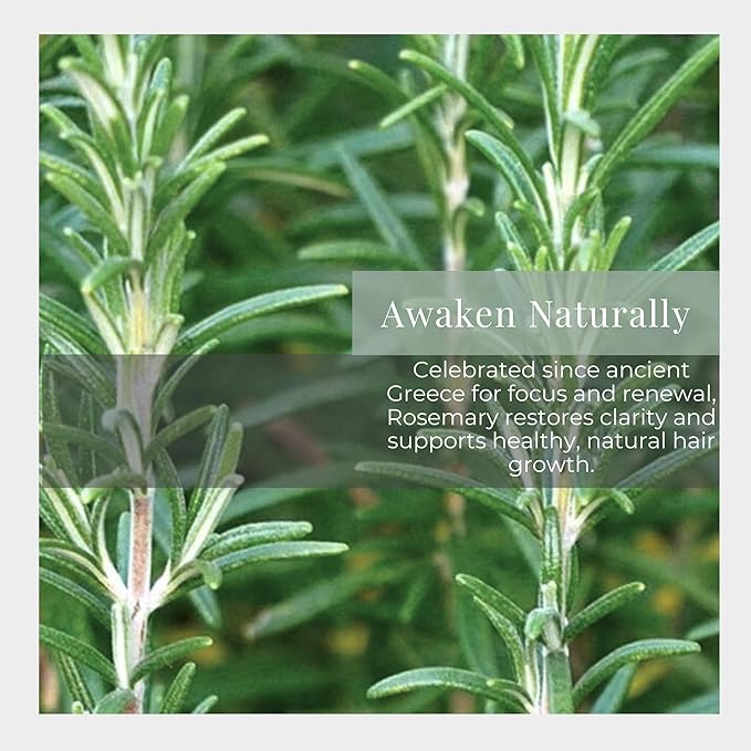 Silk Road Organic Rosemary Essential Oil & Jojoba Roll On, USDA Certified, Support Hair Growth & Health - 10 ml Aromatherapy Roller