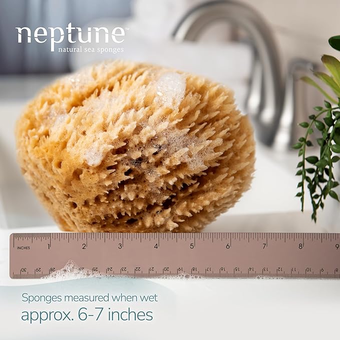 Neptune Caribbean Sea Sponge, Hand Cut, Large, Approx. 6-7 inches (Pack of 2)